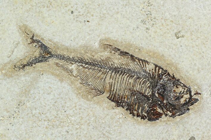 Fossil Fish (Diplomystus) - Green River Formation #129587
